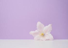 White clematis flower on purple paper background photo