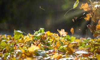 las hojas caídas amarillas vuelan en el parque de otoño. escena idílica por la tarde en un parque vacío, enfoque selectivo foto