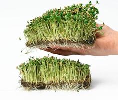 green flax sprouts on a white background, useful microgreen on a white background photo