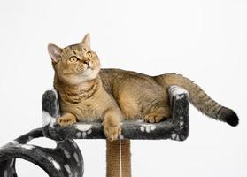 Chinchilla recta escocesa gatita de pura raza gris se encuentra en una casa de juegos de varios niveles foto