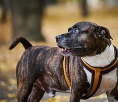 adult brown American Pit Bull Terrier stands in an autumn park and looks to the side photo