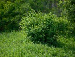 large bush with green leaves in a spring park photo