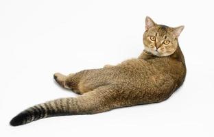 an adult gray cat short-haired Scottish chinchilla straight eared lies on a white background with his back photo