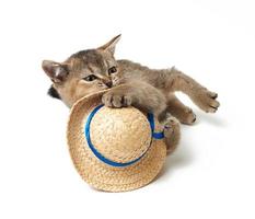 young gray cat scottish chinchilla straight-eared on a white background, cat holding a straw hat photo