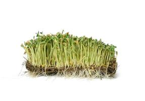 green flax sprouts on a white background, useful microgreen on a white background photo