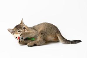 cute kitten scottish straight plays with a toy on a white background photo