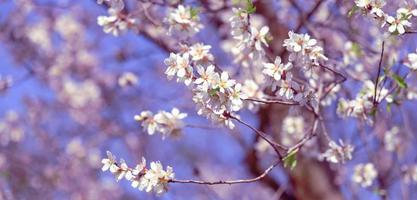 branch with white almond flowers on blue sky background photo