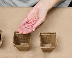 Cucumber seeds in a female palm. Planting seeds in paper cardboard cup at home, hobby photo