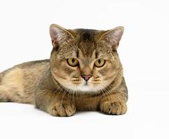 adult gray Scottish straight chinchilla cat lies on a white background, the animal looks at the camera and resting photo