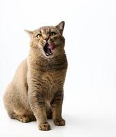 adult gray cat scottish straight sid on a white background and licks his lips. Cute animal photo