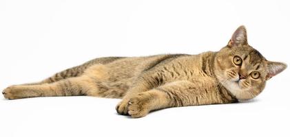 adult gray Scottish straight chinchilla cat lies on a white isolated background, the animal is resting photo