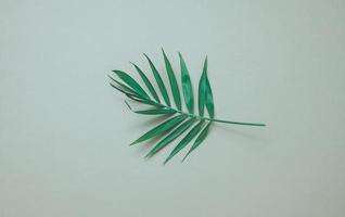 green leaf of palm tree on a gray background. View from above, copy space photo