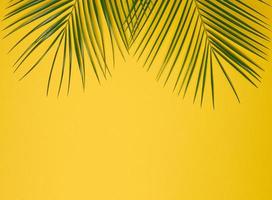 green leaf of palm tree on yellow background. View from above photo