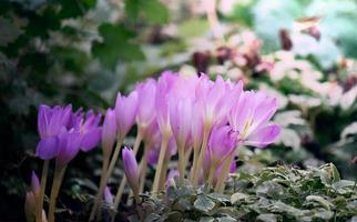 growing blooming crocuses in the garden on a summer day photo