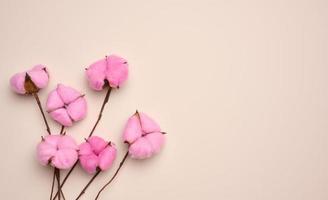 pink cotton flower on pastel beige paper background, overhead. Minimalism flat lay composition, copy space photo