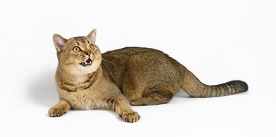 adult gray Scottish straight chinchilla cat lies on a white background photo