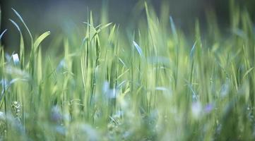 césped con hierba verde y exuberante en el parque en un día de primavera foto