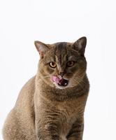 gato gris adulto escocés sid recto sobre un fondo blanco y se lame los labios. animales lindos foto