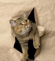 adult gray British straight-eared cat peeking out of a hole in brown paper photo