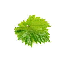 green grape leaf with drops isolated on white background photo