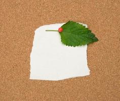 torn white blank white sheet of paper affixed with a plastic button on a brown cork board photo