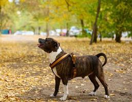 perro pit bull terrier americano se encuentra en el parque de otoño. lengua fuera de la boca foto