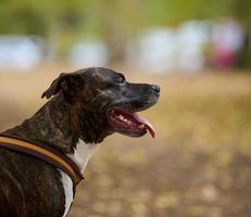 adult brown American Pit Bull Terrier stands in an autumn park and looks to the side. photo