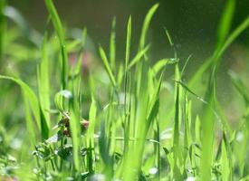 lawn with green lush grass in the park on a spring day, sunny photo