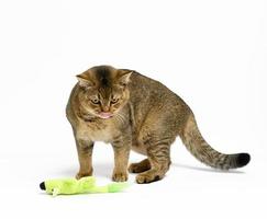 adult gray Scottish straight cat on a white background, animal playing photo