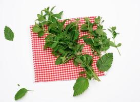 tied stalks of fresh mint in a bunch on white background, green leaves photo