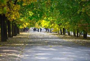 View of the autumn park, trees with yellow and green leaves on a sunny day, the sidewalk goes into the distance photo