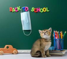 lindo gatito escocés chinchilla dorada sentado recto, fondo de pizarra verde y papelería, regreso a la escuela, máscara médica colgando foto