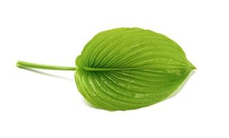 green leaf of hosta plantain with water drops isolated on white background photo