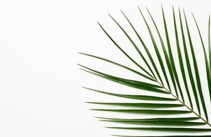 green leaf of palm tree on a white background. View from above, copy space photo