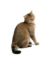 gato recto escocés gris adulto se sienta sobre un fondo blanco aislado foto