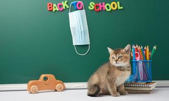 cute kitten scottish chinchilla straight sitting, background of green chalk board and stationery, back to school, medical mask hanging on the board photo