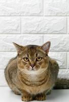 adult gray Scottish straight chinchilla cat on a white background photo