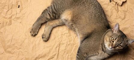 gray Scottish straight cat lies on crumpled brown paper photo