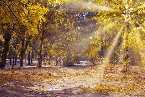 autumn park with trees and bushes, yellow leaves on the ground. The path leads into the distance photo