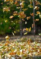 las hojas caídas amarillas vuelan en el parque de otoño. escena idílica por la tarde en un parque vacío foto