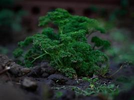 Green growing curly parsley on a garden photo