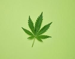 green cannabis leaf on green paper background, top view photo