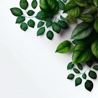 White background topped with lots of green leaf graphic resource photo