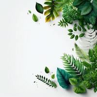 White background topped with lots of green leaf graphic resource photo