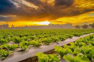Natural scene lettuce field and sunset background photo
