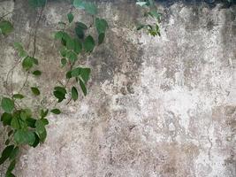 green leaves and grunge concrete wall background and texture photo