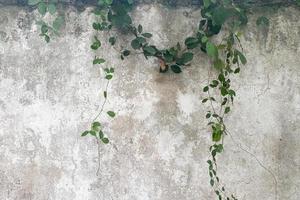 green leaves and grunge concrete wall background and texture photo