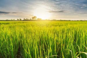 hermoso amanecer en el campo de arroz foto