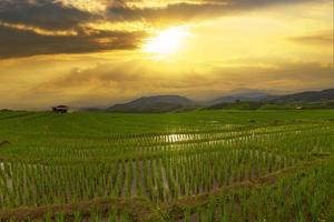 campo de arroz y puesta de sol en chiang mai, tailandia foto