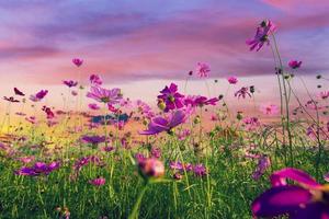 Natural view cosmos filed and sunset on garden background photo